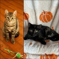LULU & TIFY, chatte à adopter