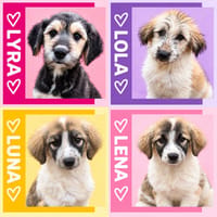Lola, Lena, Luna and Lyra, female dog to adopt