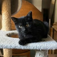 KROKMOU, chat à adopter