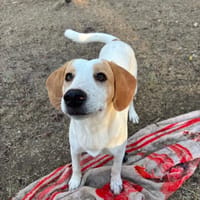 cha, chienne à adopter