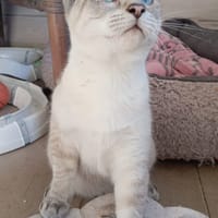 CHAÏ, chatte à adopter