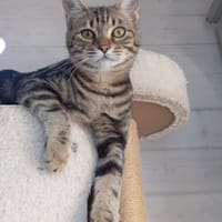 MATCHA, chatte à adopter