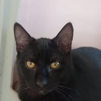 DIABOLO, chat à adopter