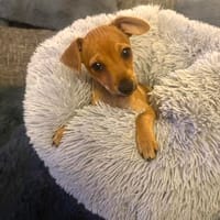 Miya ein kleines Rehpinscher Mix Mädchen, Hündin zur Adoption
