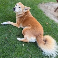 Unsicherer Neo sucht das passende Heim, Hund zur Adoption