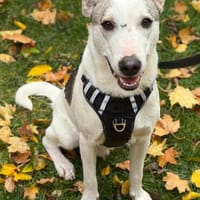 Abenteuerlustige Geschwister Joey & Nami suchen Dich, Hund zur Adoption
