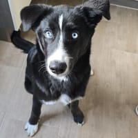 Hübscher Husky-Mix Emil sucht ein Zuhause, Hund zur Adoption