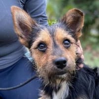Kleiner RAGNAR, Hund zur Adoption