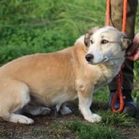 Nico - aufgeweckter, goldiger Rüde, Hund zur Adoption