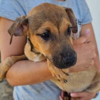 Bezaubernder Mailo sucht, Hund zur Adoption