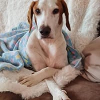 Bracken-Bub ♥ Tilly ♥ wartet bereits in 01640 Coswig ♥, Hund zur Adoption