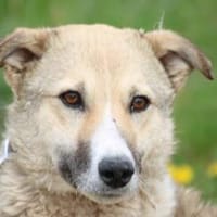 Bly - verspielt u. angenehm, Hündin zur Adoption