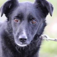 Dhahi - verspielt u. kinderlieb, Hund zur Adoption