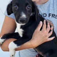 Süße Malia sucht, Hündin zur Adoption