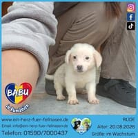 Babu klein und treu, Hund zur Adoption