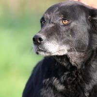 Coro - lieb u. zutraulich, Hund zur Adoption