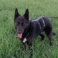 Nisha sucht liebevolle Familie...., Hündin zur Adoption