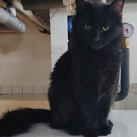 Flauschige Shadow sucht ruhiges Zuhause, Katze zur Adoption