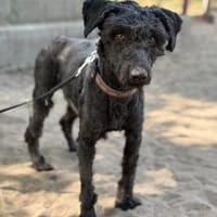 Gyuri Sanfter Puli-Mix möchte vor dem Winter endlich ankomme, Hund zur Adoption