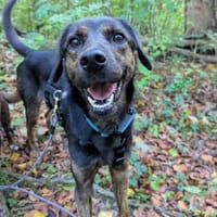 Zarte Seele Dora sucht, Hündin zur Adoption