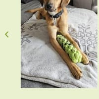 Maria (Nala) möchte endlich ankommen, Hündin zur Adoption