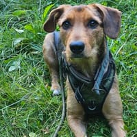 Laika  sensible Hundeseele sucht souveräne Menschen,, Hündin zur Adoption