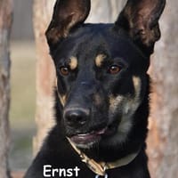 ERNST, Hund zur Adoption