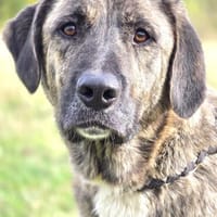 ❤ Korgi  ein ganz besonderer Herzenshund, Hund zur Adoption