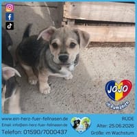 Jojo sucht Spielfreunde, Hund zur Adoption