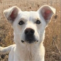 Karlo - Labbie-Mix sucht sein Zuhause, Hund zur Adoption