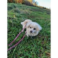Hilde - wartet in 91083 Baiersdorf, Hündin zur Adoption