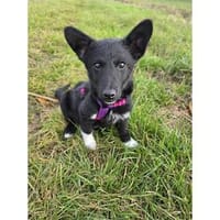 Rosaly - wartet in 97440 Werneck, Hündin zur Adoption