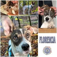 FLORENCIA * schlaues Mädchen mit will-to-please, Hündin zur Adoption
