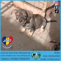 Klein Joris sucht das große Glück, Hund zur Adoption