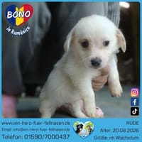 Bono Knuffel auf 4 Pfoten, Hund zur Adoption