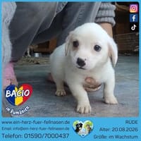 Bacio Eisbärchen zum Knuddeln, Hund zur Adoption