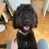 Charlie sucht ein liebevolles Zuhause, Hund zur Adoption