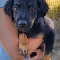 Niedlicher Monty sucht, Hund zur Adoption