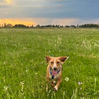 Eddy möchte endlich ankommen, Hund zur Adoption