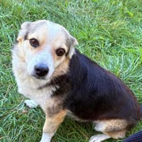 Lilli sucht ein warmes Körbchen, Hündin zur Adoption