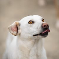Polar sucht ein liebevolles Zuhause, Hund zur Adoption