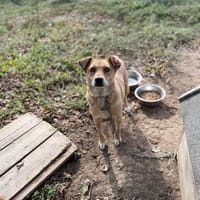 Levi sucht ein liebevolles Zuhause, Hund zur Adoption