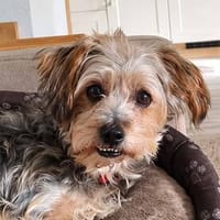 JADE ❤ Yorkie Mix Hündin, Hündin zur Adoption