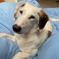 Olivia sucht ein liebevolles Zuhause, Hündin zur Adoption