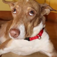 Charmanter kleiner Clown auf der Suche nach seinen Menschen, Hund zur Adoption