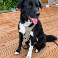 Milo sucht sein Für-immer-Zuhause!, Hund zur Adoption