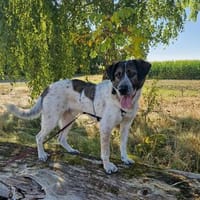 SEBI - ein toller Kerl möchte sein Herz verschenken!, Hund zur Adoption