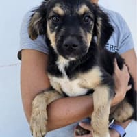 Kleine Zuckerschnute Murphy, Hund zur Adoption