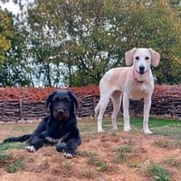 Lulu, Hündin zur Adoption