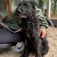 Gombi Liebevoller Senior sucht sein Happy-End!, Hund zur Adoption